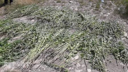 Ağsuda 1100 kiloqram çətənə kolu yandırılaraq məhv edilib - FOTO