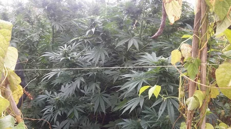 Gədəbəy sakinindən 2,5 tona yaxın narkotik bitki aşkarlanıb