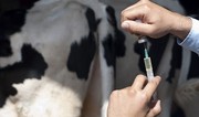 Беларусь планирует создать в Азербайджане СП по выпуску ветпрепаратов