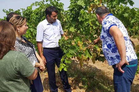 Kənd Təsərrüfatı Nazirliyi üzümçülərə təlim keçib