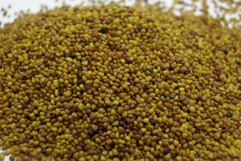 Biləsuvarda yonca toxumu bahalaşıb 