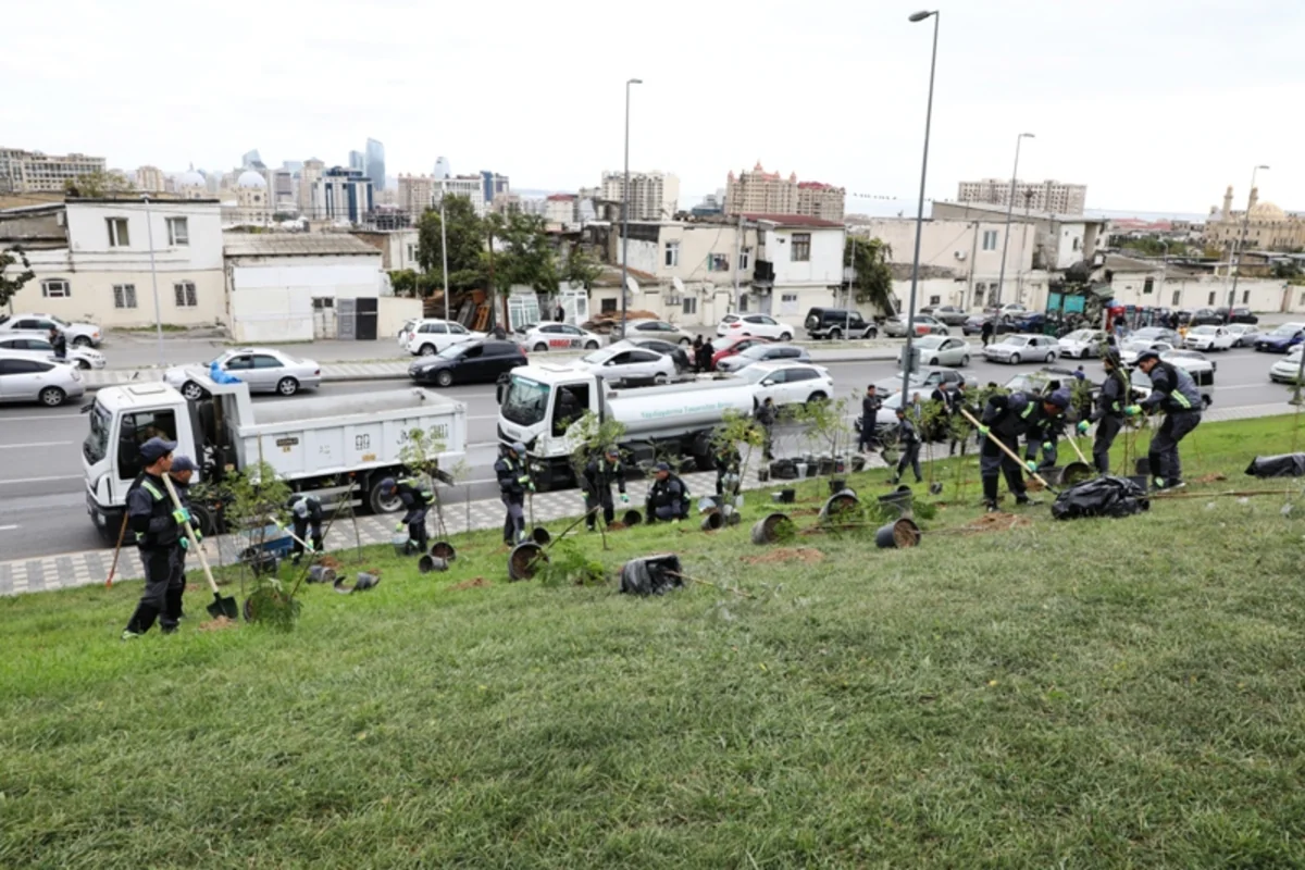 Bakıda quraqlığa davamlı və yerli iqlimə uyğun ağaclar əkilir