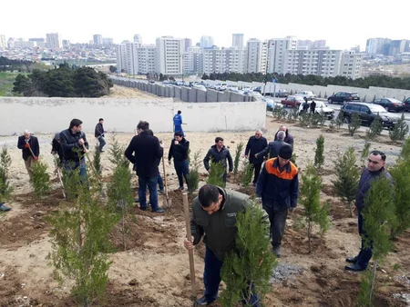 Yaz ağacəkmə kampaniyası çərçivəsində 863 000-dən çox ağac əkilib