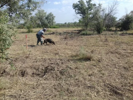 Cocuq Mərcanlıda gün ərzində 994 ədəd qəlpə aşkar edilib
