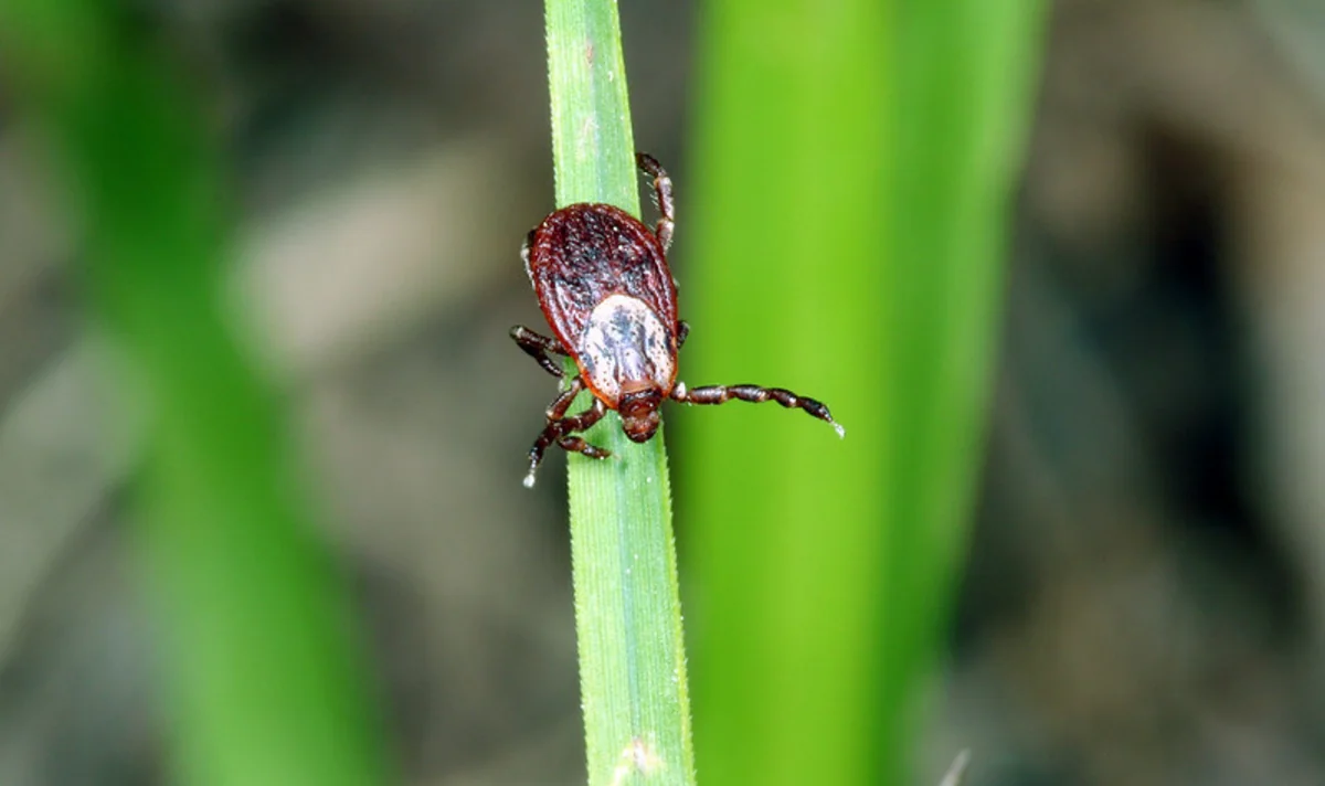 World's first case of tick-borne Oz virus confirmed in Japan