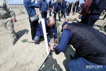 YAP Bakıda ağacəkmə aksiyası keçirib
