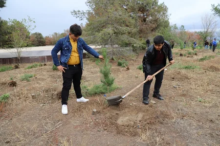 Birbank istifadəçilərinin dəstəyi ilə Gəncədə ağacəkmə aksiyası keçirilib