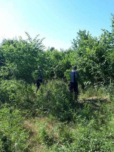 Azərbaycanda 2 hektar sahədə 1 ton narkotik bitki aşkarlandı - VİDEO