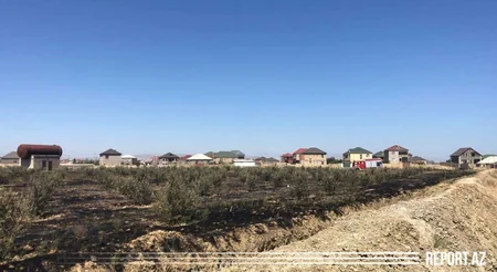 Abşeronda zeytunluq yanıb, zəhərlənən var