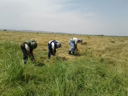 Tərtər, Füzuli rayonlarında partlamamış top və raket mərmiləri aşkarlanıb - FOTO