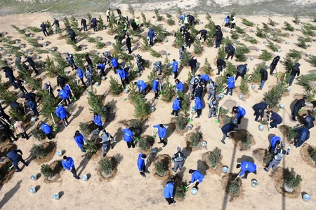 Bakı Şəhər İcra Hakimiyyəti ağacəkmə aksiyası keçirib