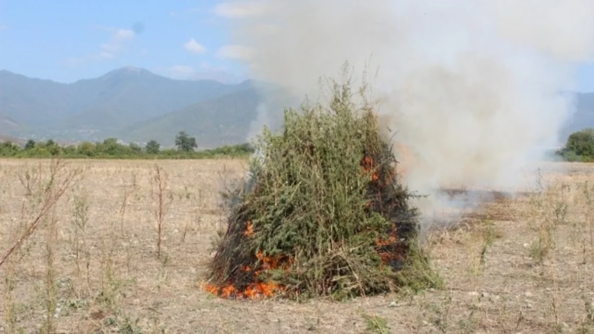 Naxçıvanda 2 tona yaxın çətənə kolu məhv edilib 