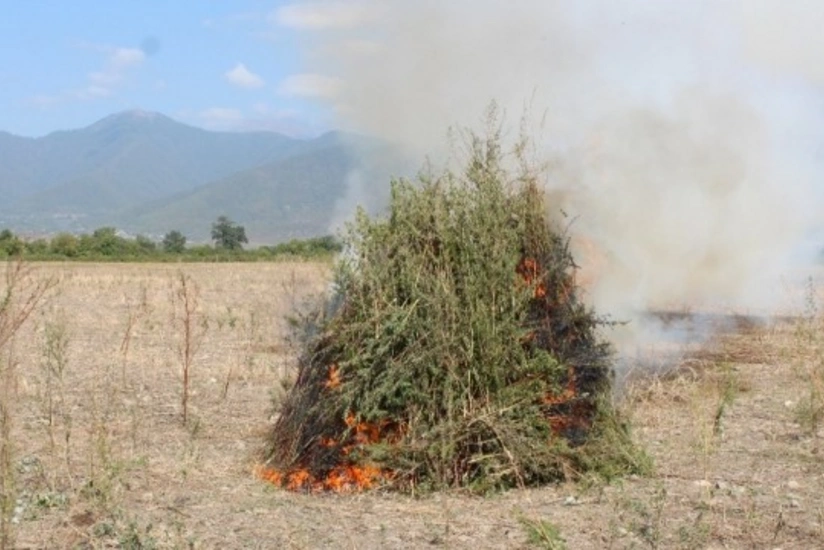 Naxçıvanda 2 tona yaxın çətənə kolu məhv edilib 