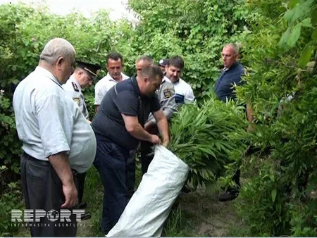 ​Neftçalada polis əməliyyat keçirib, külli miqdarda çətənə kolu aşkarlanıb - FOTO