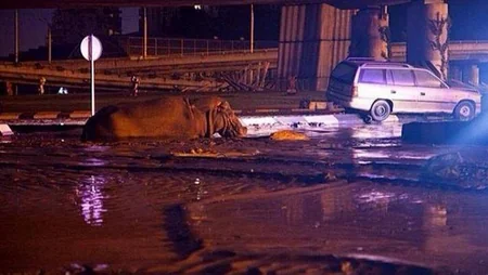​Tbilisidə zoopark dağılıb, heyvanlar şəhər küçələrinə axışıb - FOTO