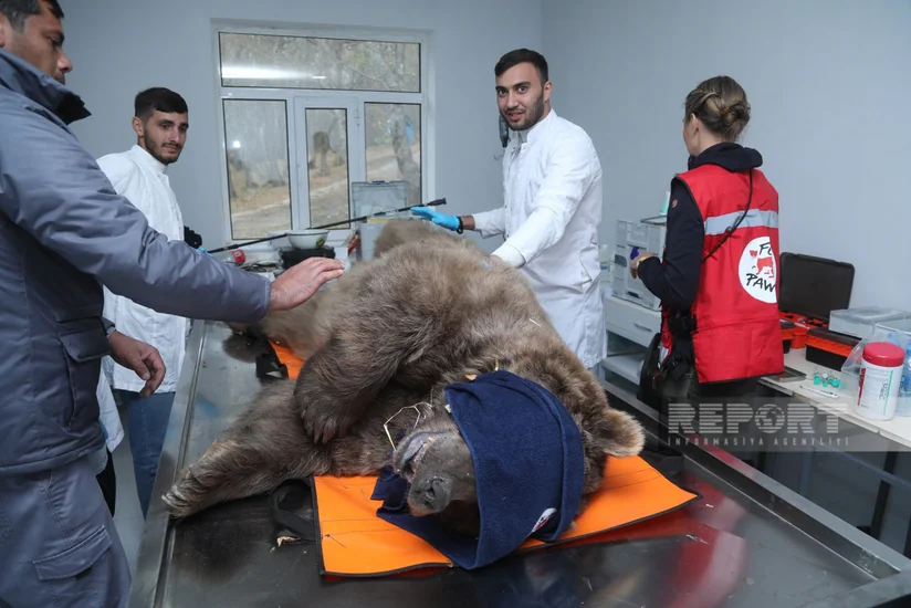 Altıağacda qonur ayılar peyvəndlənib