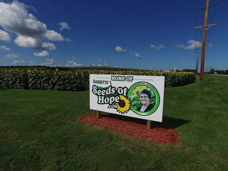 ​Amerikalı fermer mərhum həyat yoldaşının xatirəsinə 162 hektar günəbaxan əkib - FOTO