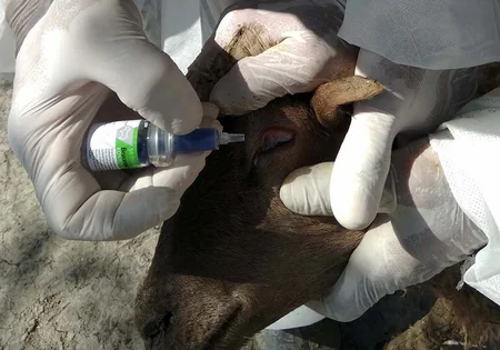 Ağdaşda heyvanlar arasında xüsusi təhlükəli xəstəliklərə qarşı aparılan profilaktik tədbirlər davam etdirilir