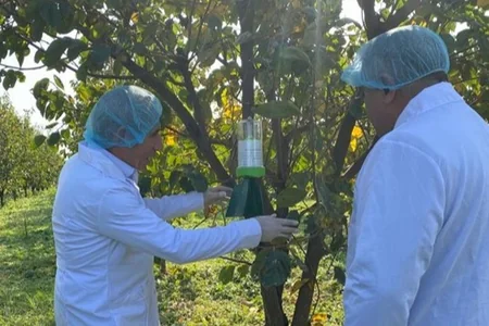 AQTA Tərtər, Bərdə və Ağdamda fitosanitar monitorinqlər aparıb