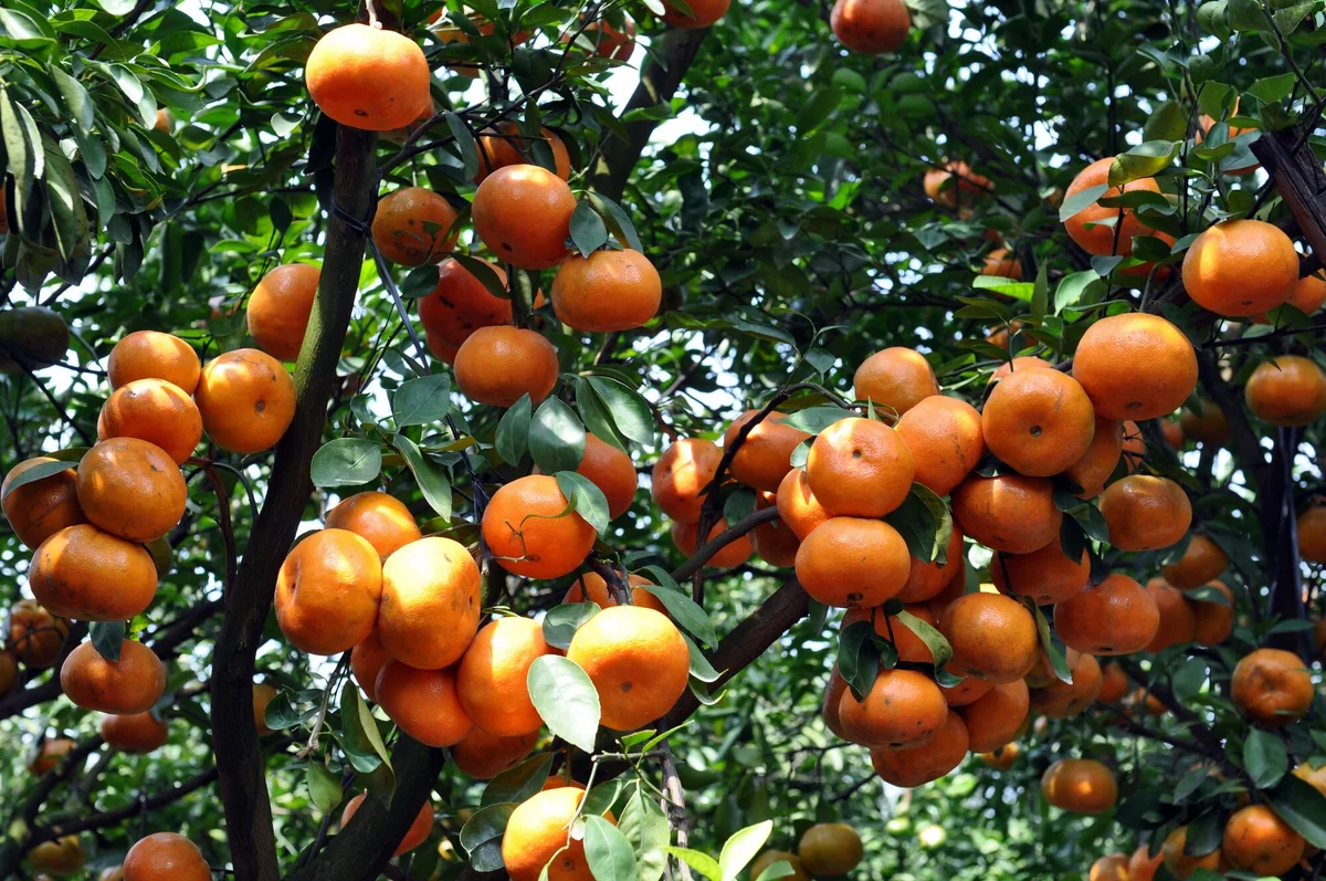 Azerbaijan resumes mandarin sales to Turkmenistan