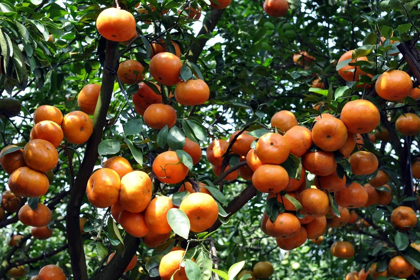 Azerbaijan resumes mandarin sales to Turkmenistan