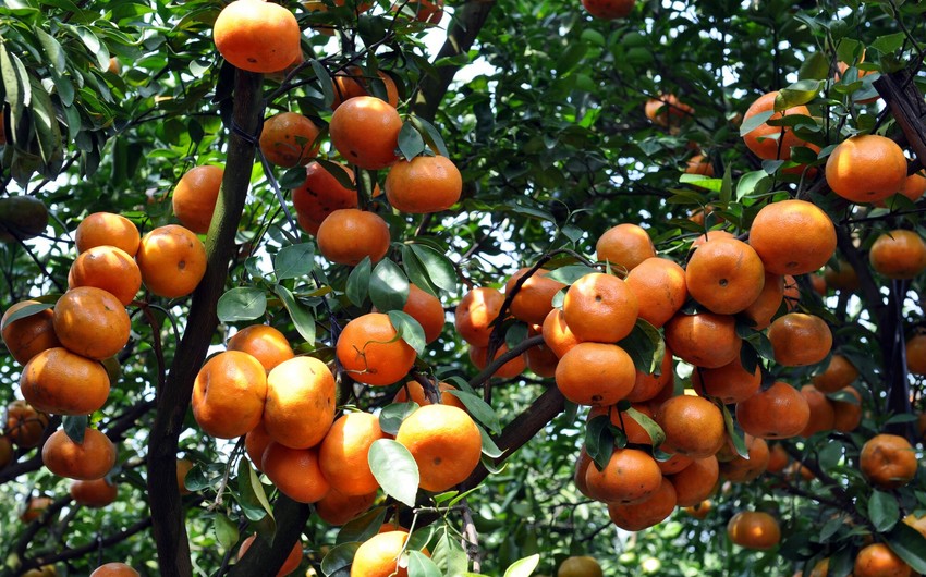 Azərbaycan Türkmənistana mandarin satışını bərpa edib