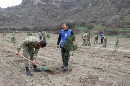 Laçında ağacəkmə aksiyası keçirilib