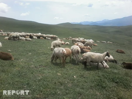 Qubada mal-qara arasında xəstəlik yayılıb - FOTO
