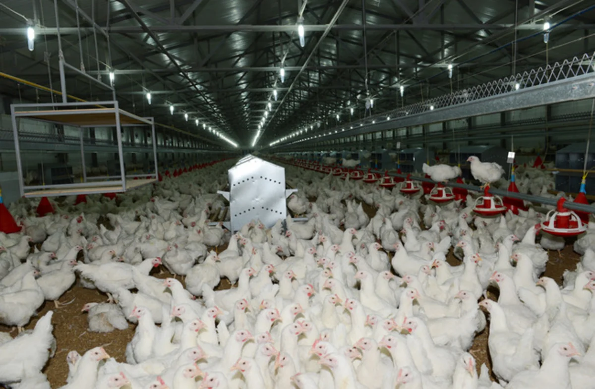 Azərbaycanda quş əti ilə təminat maksimal həddə çatıb - YENİLƏNİB