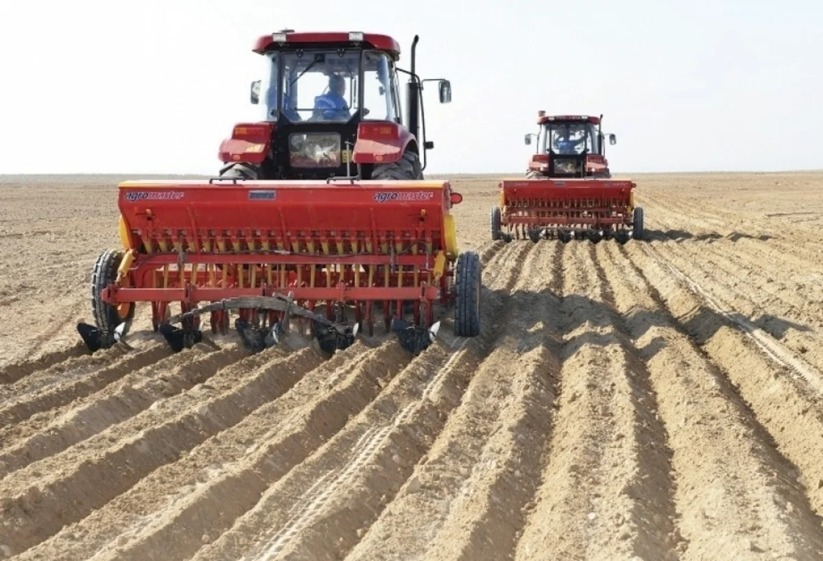 Salyanda 6,5 min hektardan çox payızlıq bitkilər əkilib