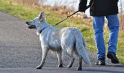 Dog walking banned in Tabriz