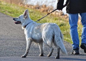 Dog walking banned in Tabriz