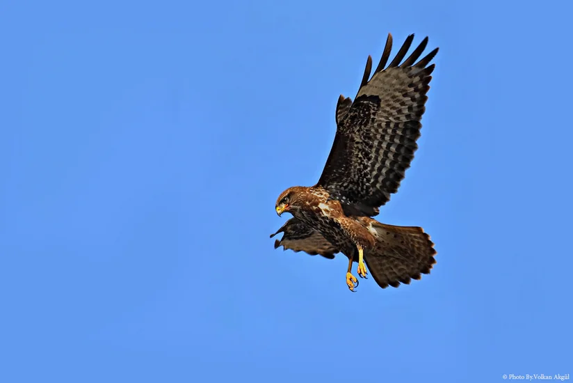 В Азербайджане в дикую природу выпущено 180 соколов