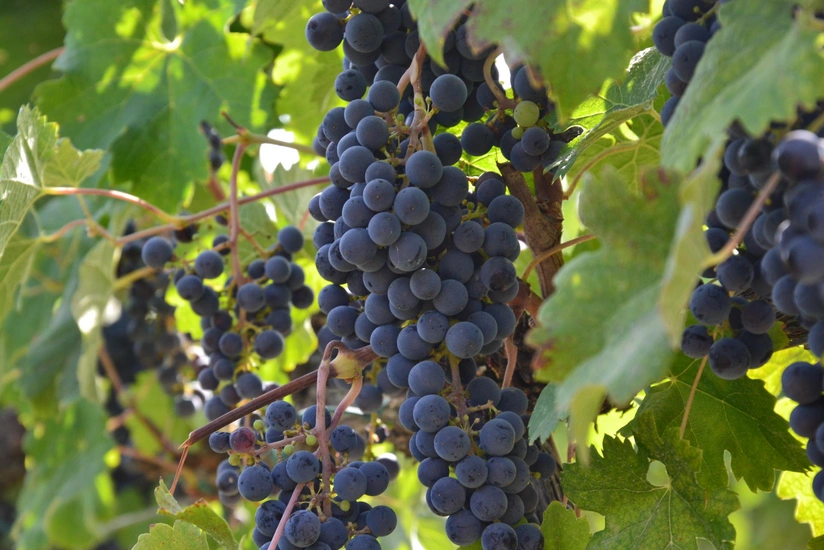 Azərbaycandan Volqoqrada 38 ton üzüm ixrac edilib