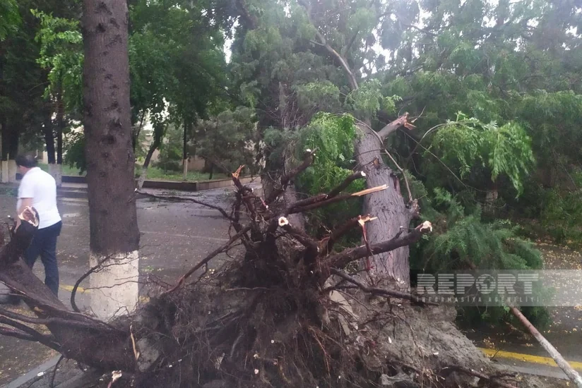 Güclü yağış və külək Ucarda bir sıra fəsadlar törədib