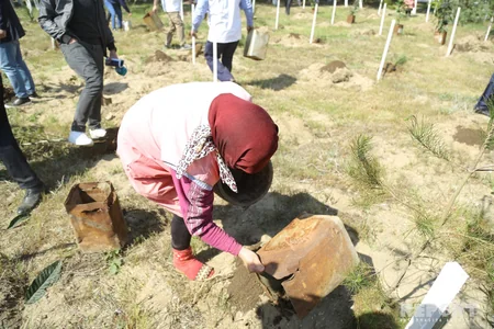 Sumqayıtda jurnalistlər ağac əkib