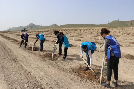 Bakı və Tərtərdə daha 1 225 ədəd müxtəlif cinsli ağac əkilib