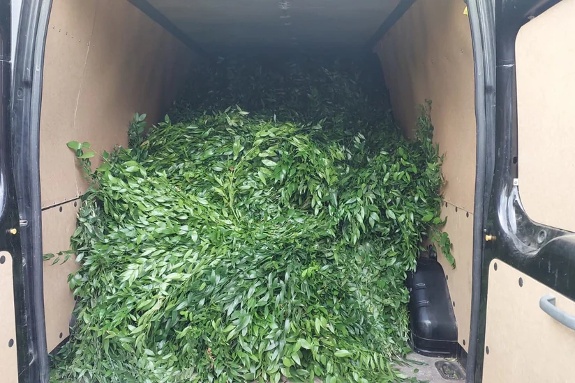 “Qırmızı kitab”a daxil olan bitkilərin kəsilərək daşınması halları aşkarlanıb