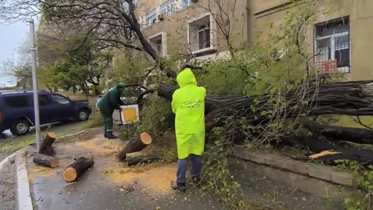 Bakıda güclü küləyin sındırdığı ağaclar kəsilir, ərazilər təmizlənir