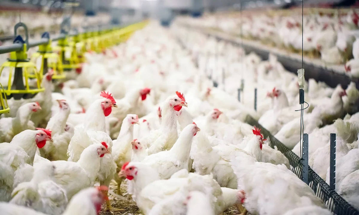 Japan reports spread of bird flu