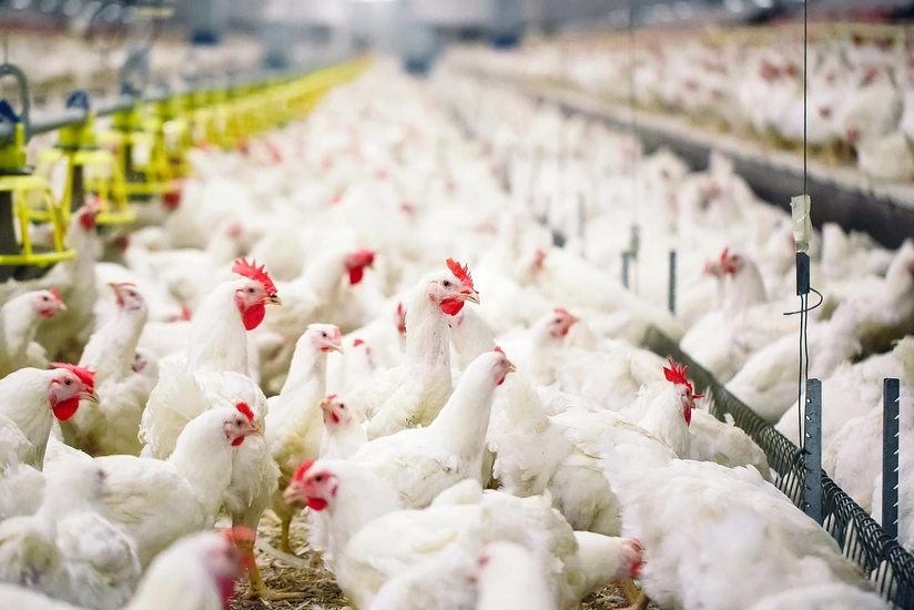 Japan reports spread of bird flu