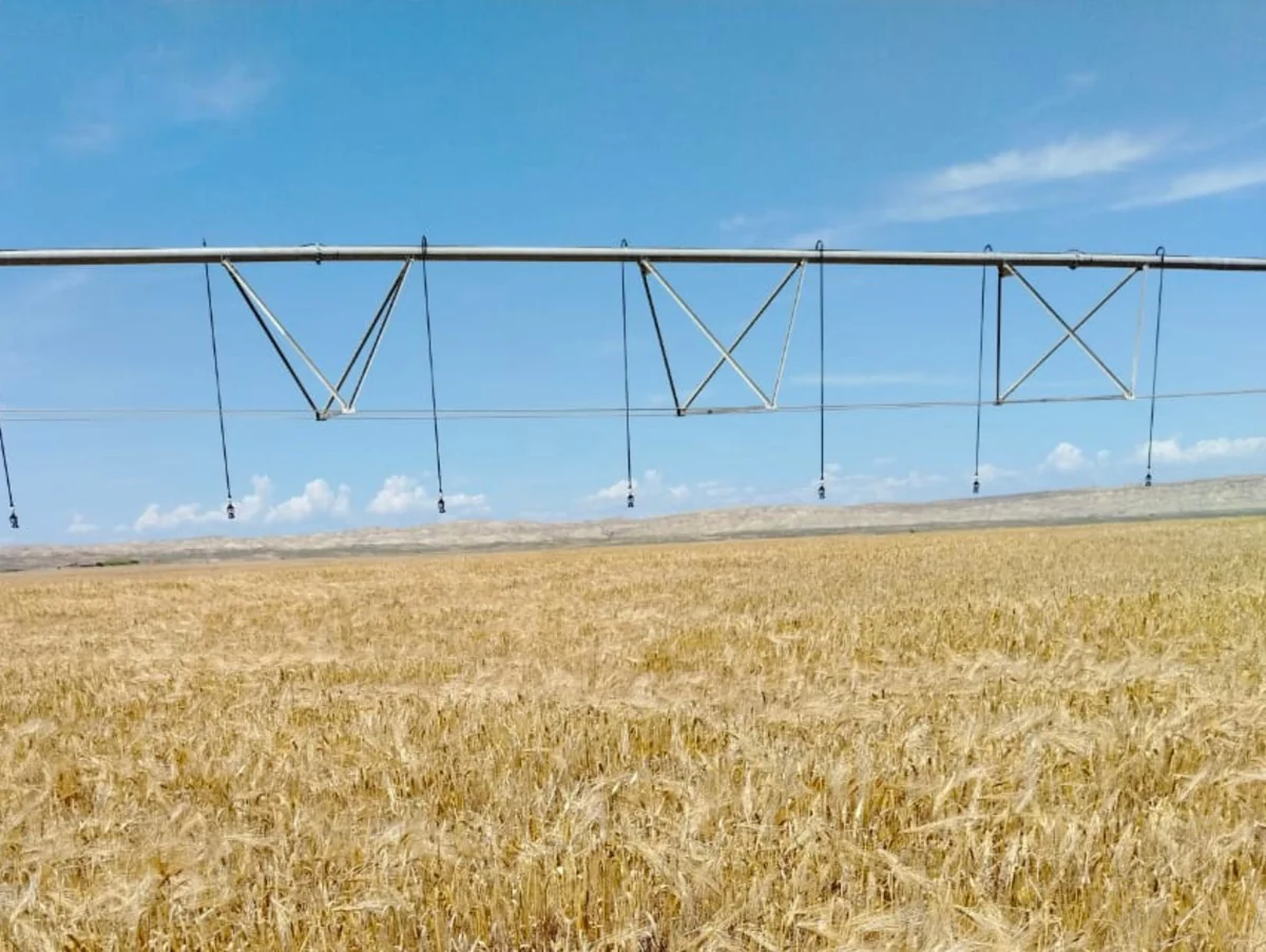 Azərbaycanda toxumluq taxıl sahələrinin aprobasiyasına başlanılıb