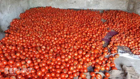 В Грузии не сумевшие продать выращенный урожай азербайджанцы провели акцию протеста - ФОТО