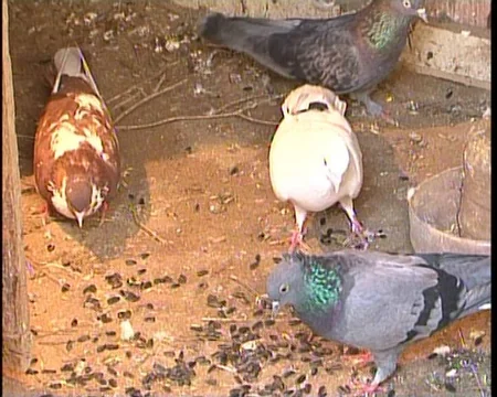 Bakıda qeyri-adi oğurluq olub