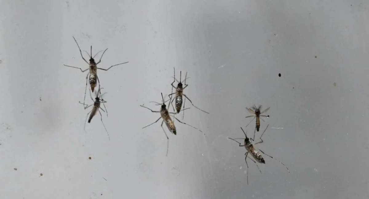 Может ли коронавирус распространиться после укуса комаров?