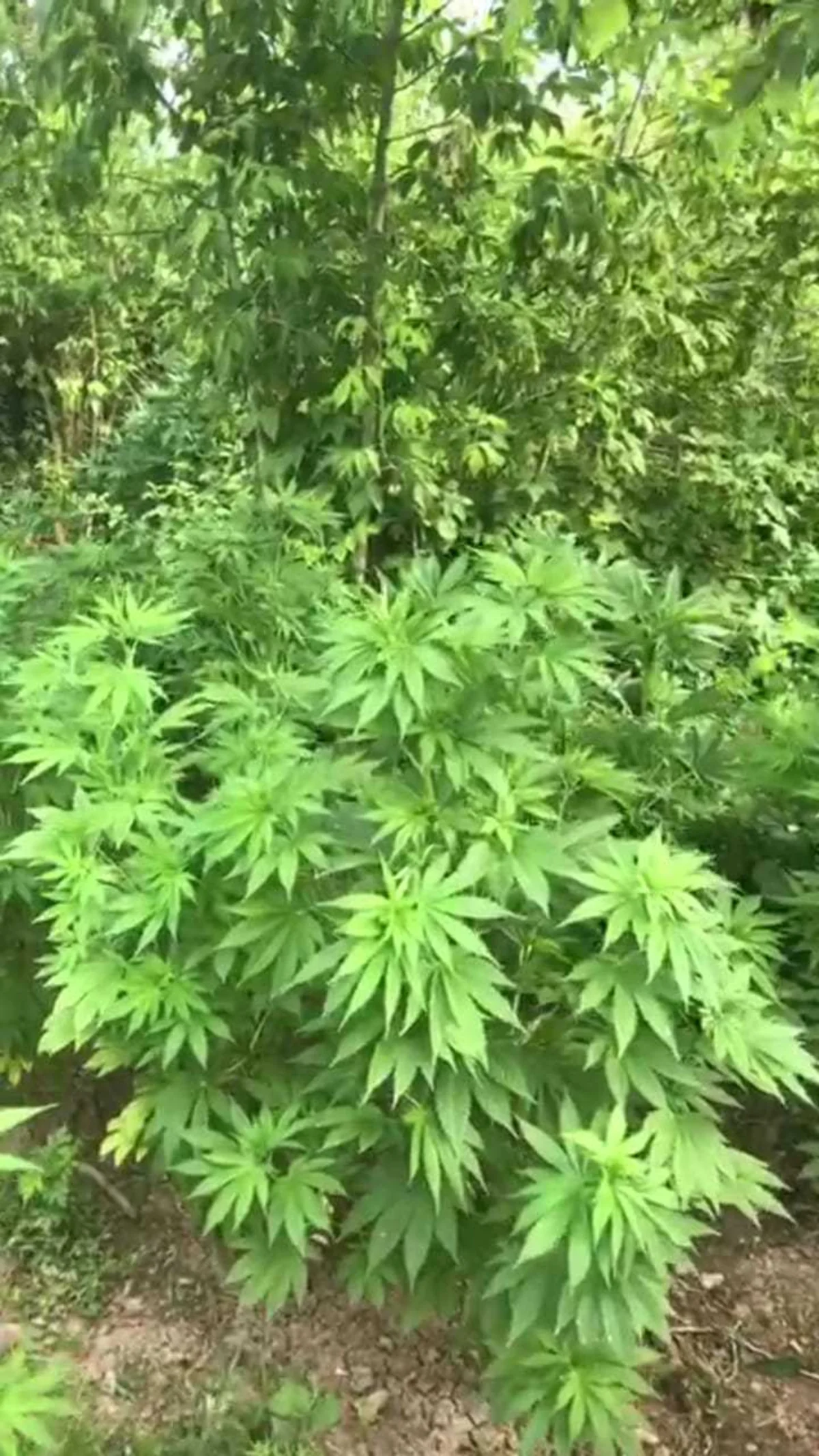 Saatlı sakinindən 278 ədəd çətənə kolu götürülüb