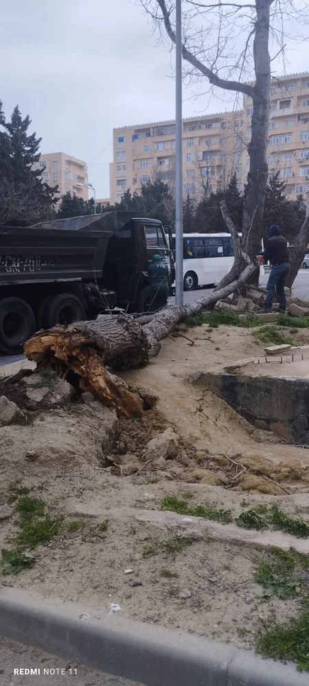 Güclü külək Bakıda 20 ağacı sındırıb