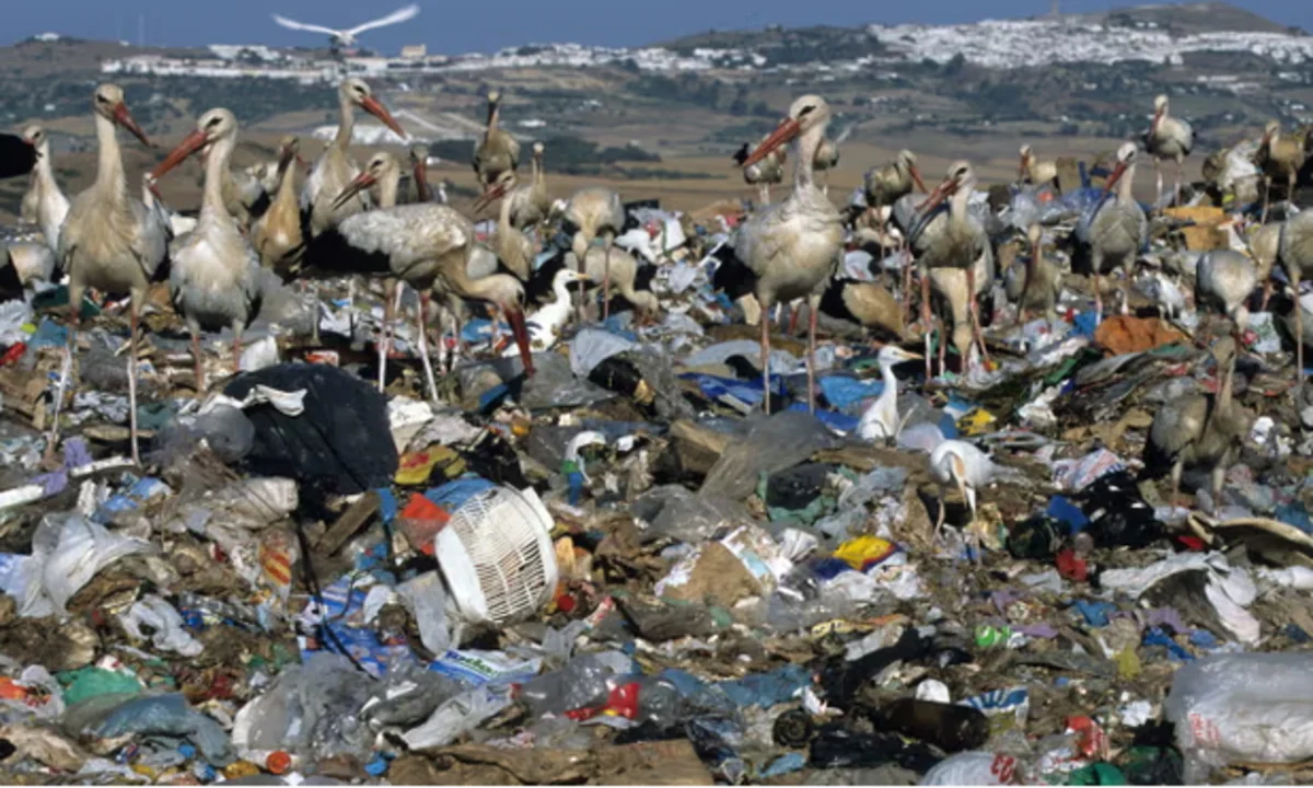 The Guardian: Thousands of birds flock to huge rubbish dump in Spain before flying south