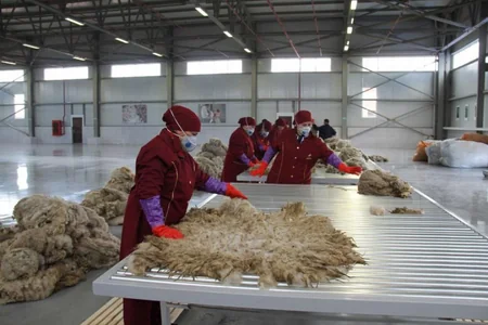 Azərxalça yun tədarükünə başlayıb