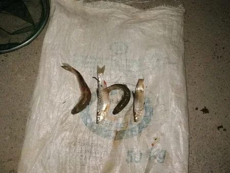 Karantini pozaraq balıq ovlayan 5 nəfər saxlanıldı